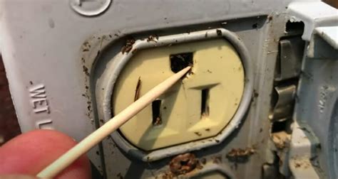 bees in electrical switch box|electrical outlet bugs.